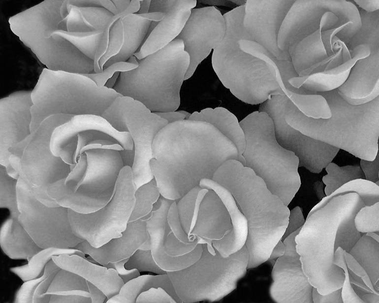 Black And White Roses Photography By Tom Reynen Saatchi Art 6204