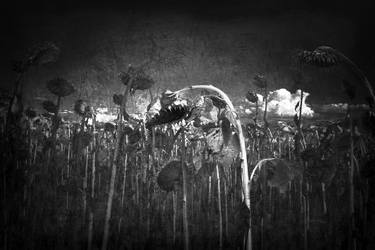 Sunflowers Fields - Black and White - LIMITED EDITION of 150 thumb