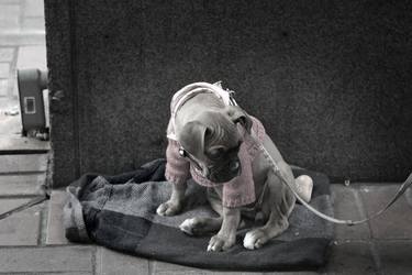 Original Figurative Dogs Photography by Chiara Vignudelli
