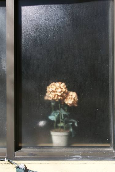 Flowers, LIMITED EDITION image