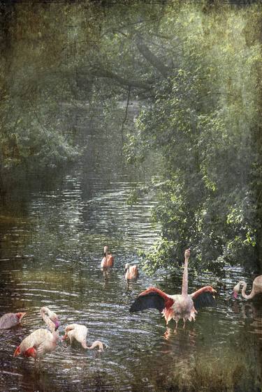 THE FLAMINGOS SHOWERING - LIMITED EDITION of 50 thumb