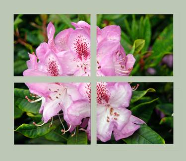 Azaleas Quadtych thumb