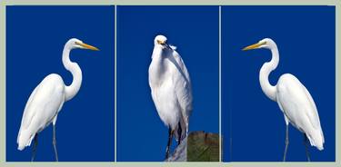 Great White Egret Triptych thumb