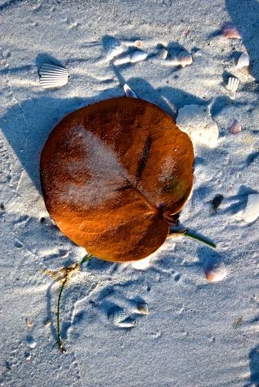 Original Beach Photography by Gene Norris