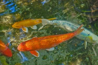 Print of Fish Photography by Gene Norris