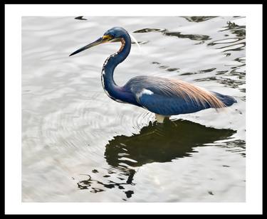 Blue Heron in Mating Plumage - Limited Edition 1 of 1 thumb
