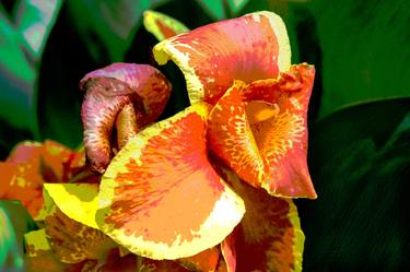 Orange Canna Lily Digital Painting - Limited Edition 1 of 25 thumb