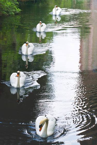 Five Swans One Swan thumb