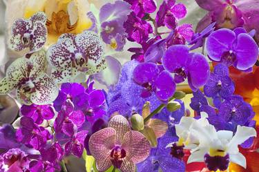 Naples Orchids Collage - Limited Edition of 25 thumb