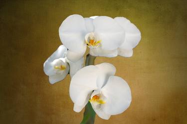 Naples White Orchids Digital Painting - Limited Edition of 25 thumb