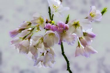 Cherry Blossoms Digital Painting - Limited Edition of 25 thumb