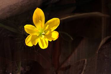 Little Cuban Flower Digital Painting - Limited Edition of 25 thumb