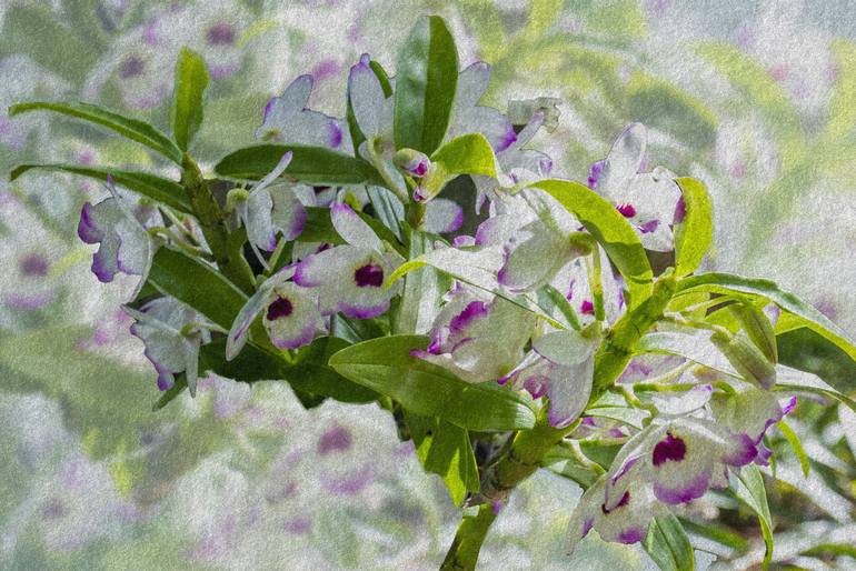 Orchid Spray Digital Watercolor - Limited Edition of 25