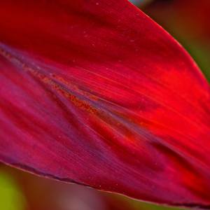 Collection Red Ti Leaves