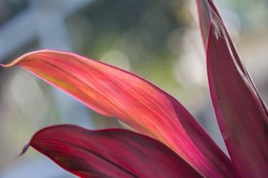 Original Floral Photography by Gene Norris