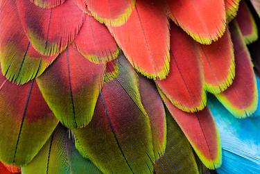 Red Green Macaw Feathers - Limited Edition of 25 thumb