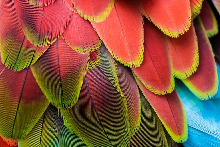 Red Green Macaw Feathers - Limited Edition of 25