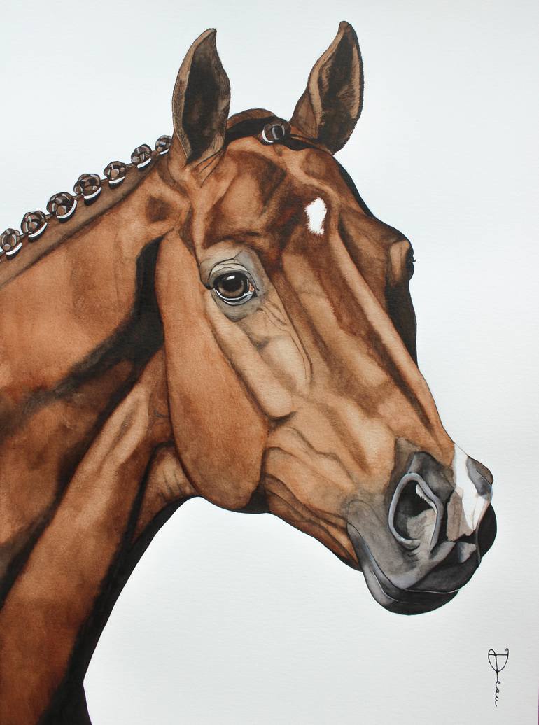 dressage horse head drawing