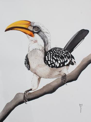 Zazu - Eastern Yellow-Billed Hornbill thumb