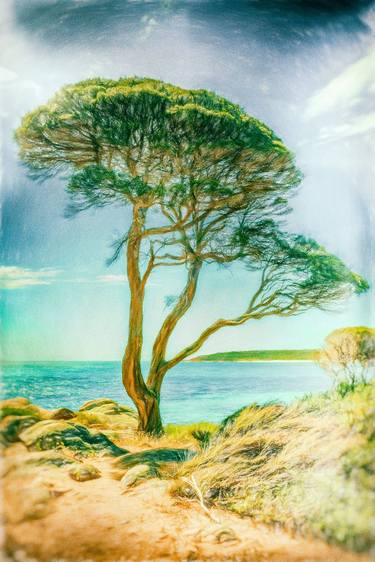 Print of Expressionism Tree Photography by Paul J Bucknall