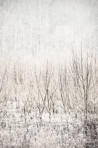 Young Trees In Winter Lake (Limited Edition 1/25) thumb