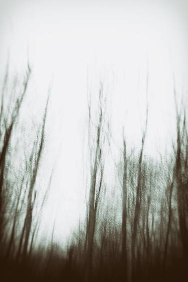 Original Abstract Tree Photography by Paul J Bucknall