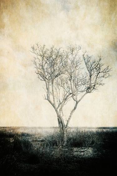 Original Fine Art Tree Photography by Paul J Bucknall