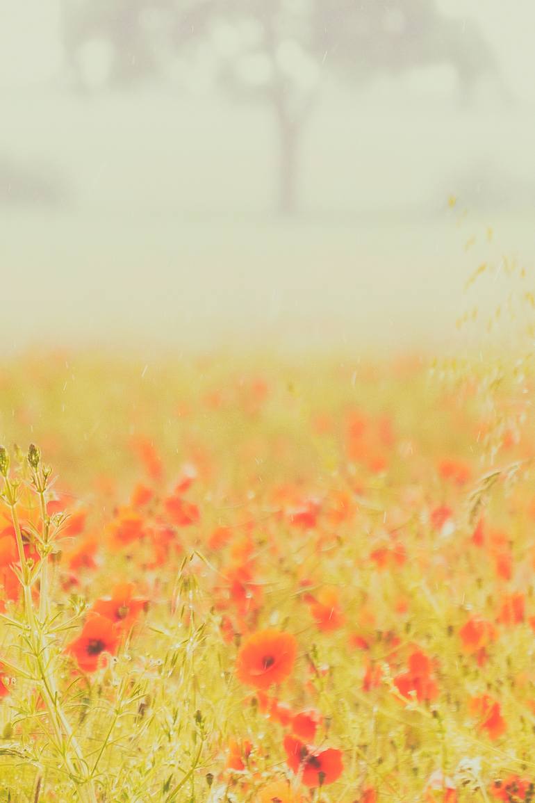 Original Impressionism Landscape Photography by Paul J Bucknall