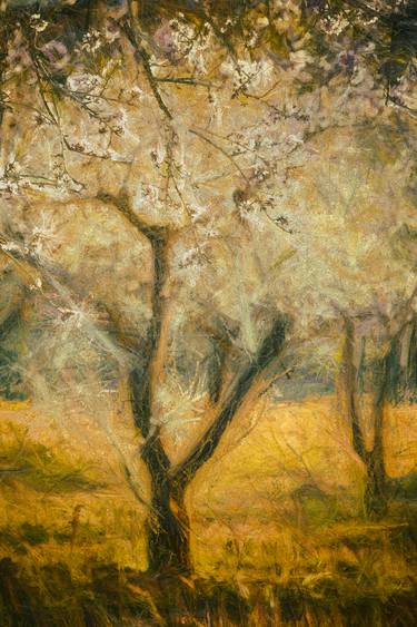 Almond Trees In Springtime - Limited Edition 1 of 15 thumb