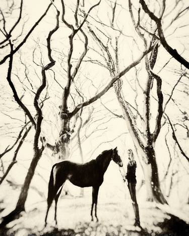 Horse And Girl In Gnarled forest - Limited Edition 1 of 9 thumb