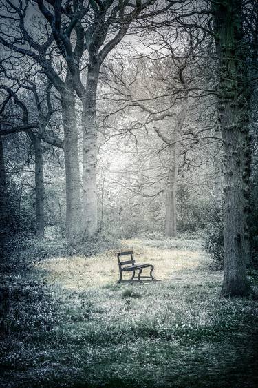 Lone Bench In woodland Clearing thumb