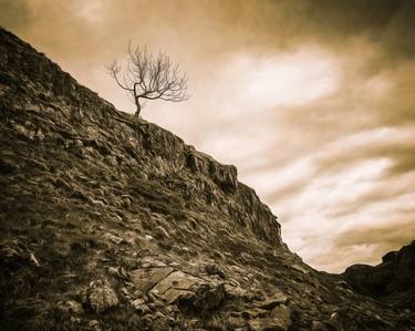 Lone Tree On Exposed Rocky Outcrop thumb