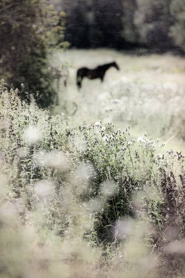 Print of Conceptual Horse Photography by Paul J Bucknall