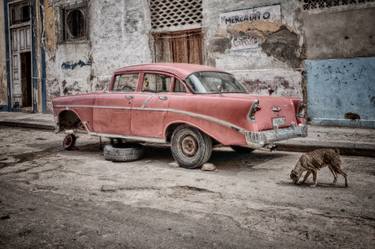 Dog by Cuban Vintage Car thumb