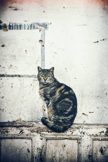 Original Documentary Cats Photography by Paul J Bucknall