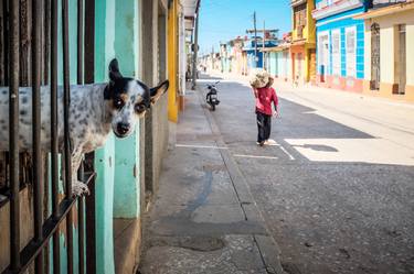 Print of Documentary Dogs Photography by Paul J Bucknall