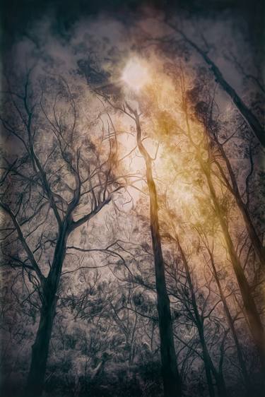 Print of Conceptual Tree Photography by Paul J Bucknall