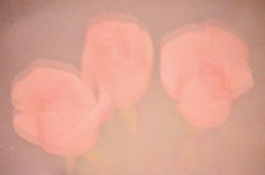 Original Impressionism Floral Photography by Silvio Eduardo Crisóstomo