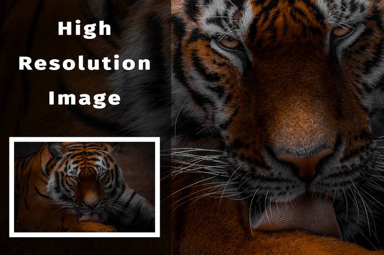 Original Conceptual Animal Photography by Mindia Midelashvili