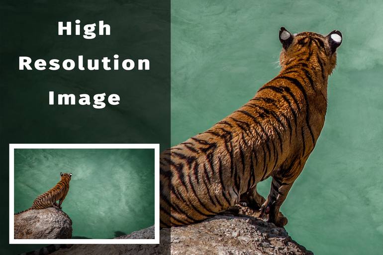 Original Abstract Expressionism Animal Photography by Mindia Midelashvili