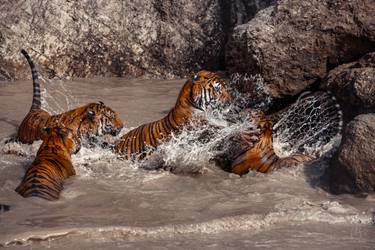 Original Photorealism Animal Photography by Mindia Midelashvili
