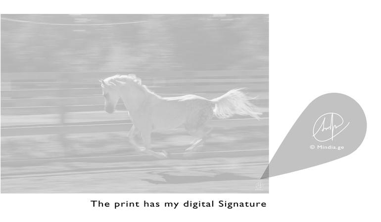 Original Expressionism Animal Photography by Mindia Midelashvili