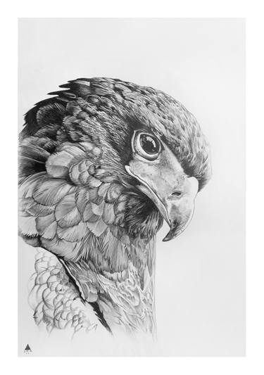 Falcon Drawing By Anton Ovchinnikov Saatchi Art