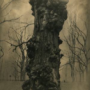 Ancient Tree