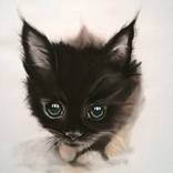Collection Miaou