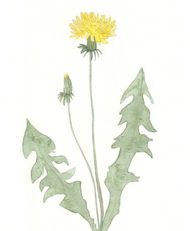Print of Fine Art Floral Paintings by Emily McPhee