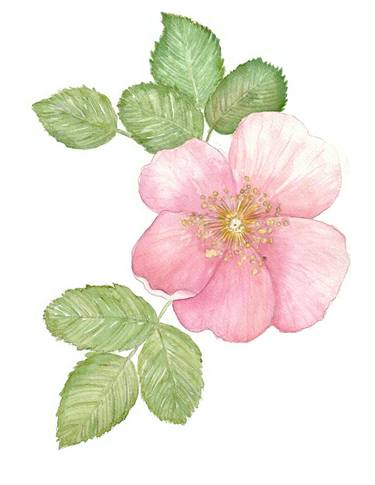 Original Floral Paintings by Emily McPhee