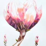 Magnolia Transformation by Emily McPhee