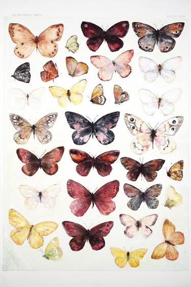 Butterflies (Plate XXV) thumb