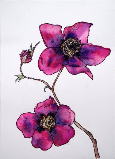Print of Fine Art Botanic Paintings by Emily McPhee